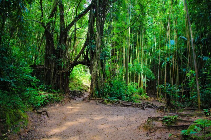 hike-trail-to-waterfall-nature-walk