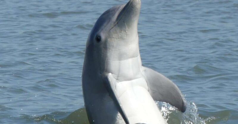 hilton-head-island-private-dolphin-and-nature-tour