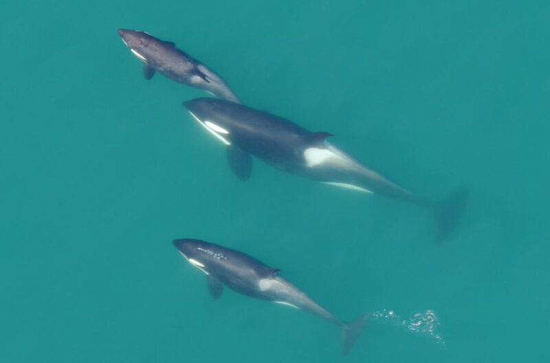hoonah-icy-strait-whale-watch-with-drone-filmography