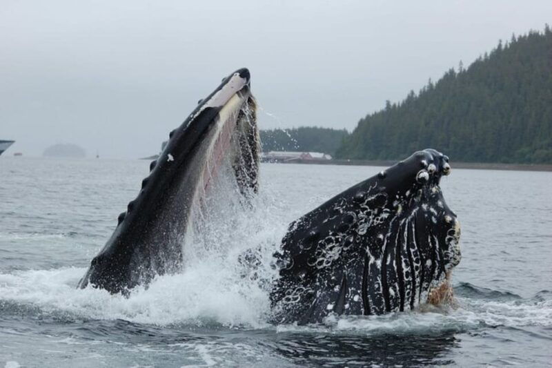 hoonah-whale-watching-cruise