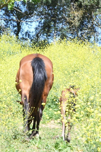 horse-riding-lesson-lunch-regional-wine-tasting