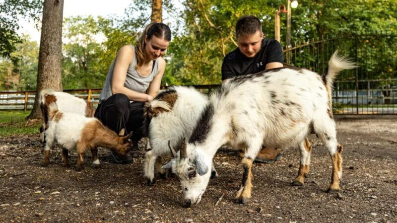 houston-adorable-mini-goats-experience-e