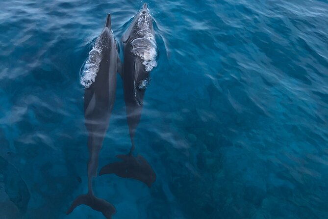 humpback-whale-watching-in-kailua-kona-hawaii