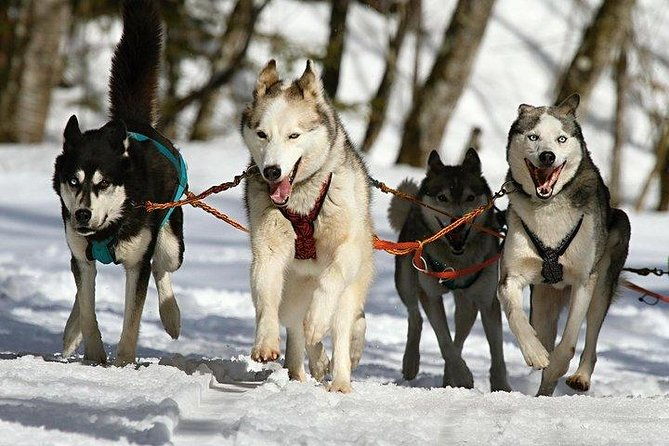 husky-ride-private-tour-from-krakow