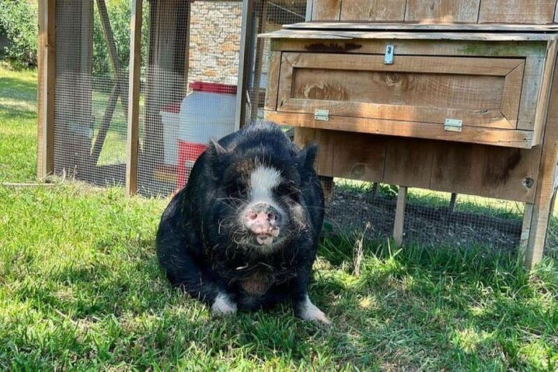 hutto-texas-kune-kune-pig-farm-visit