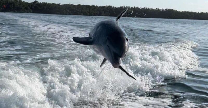 islamorada-multi-activity-private-boat-charter