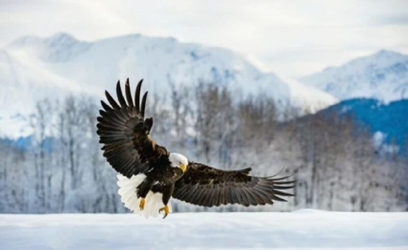jackson-4-day-grand-teton-yellowstone-winter-tour