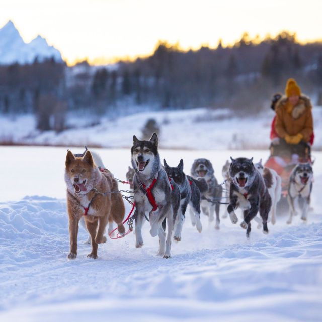 jackson-hole-dogsledding-tour-with-hot-chocolate