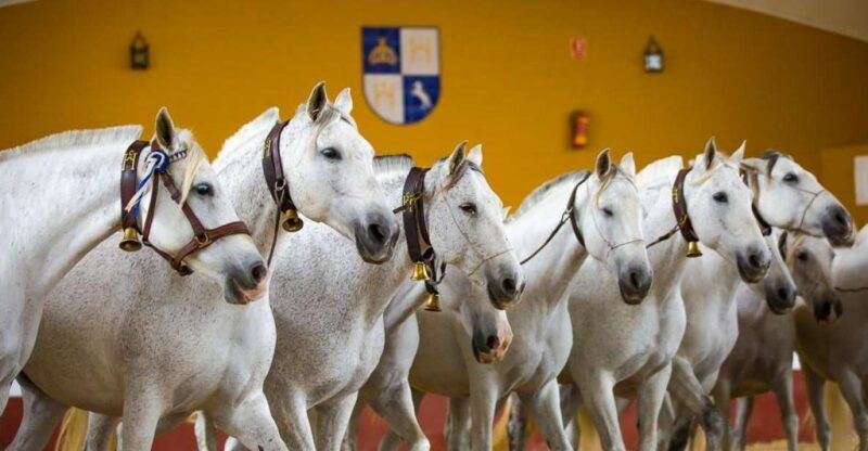 jerez-carthusian-horses-tour-at-the-yeguada-de-la-cartuja