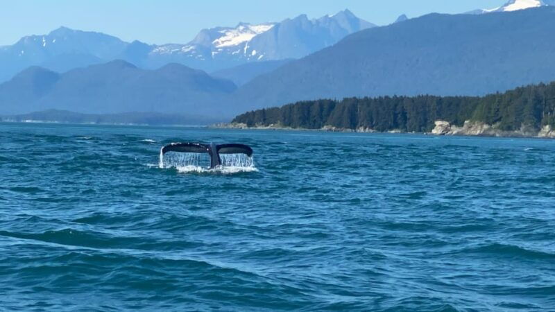 juneau-mendenhall-glacier-and-whale-watching-tour