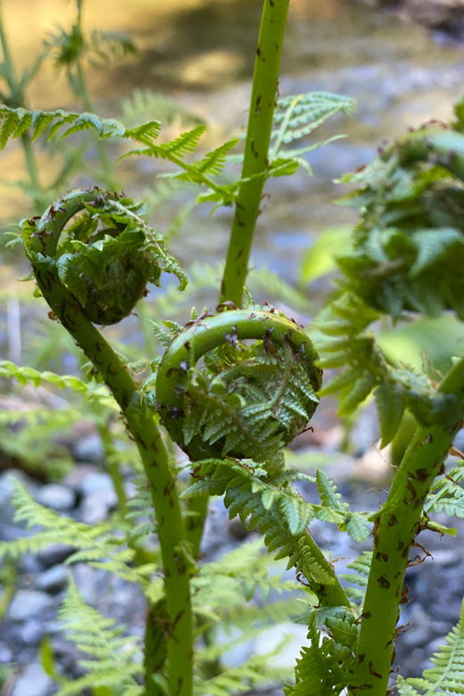 juneau-rainforest-photo-safari-on-a-segway