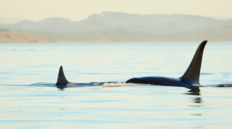 juneau-whale-watching-and-mendenhall-glacier-day-trip