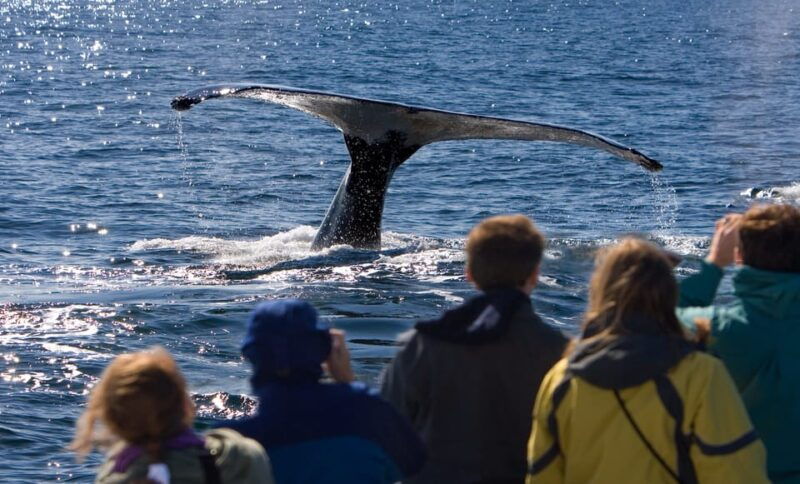 juneau-whale-watching-and-wildlife-cruise-with-local-guide