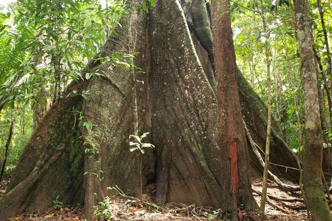 jungle-and-adventure