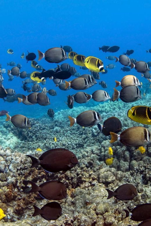 kailua-kona-dolphin-watch-double-reef-snorkel-tour