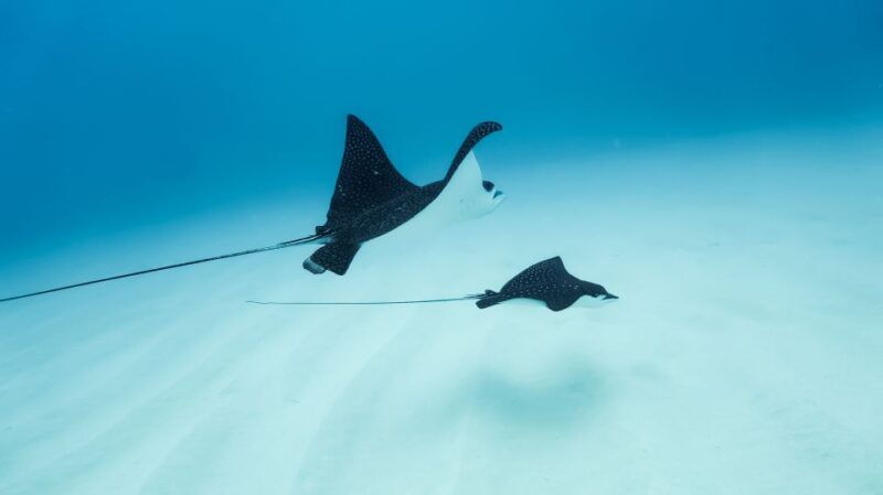 kailua-kona-dolphin-watch-speedboat-snorkel-cruise-and-bbq