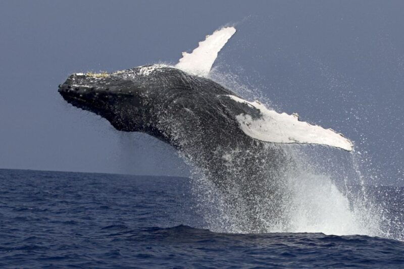 kailua-kona-humpback-whale-watching-adventure-cruise
