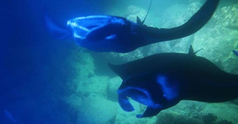 kailua-kona-manta-ray-spotting-night-snorkeling-tour