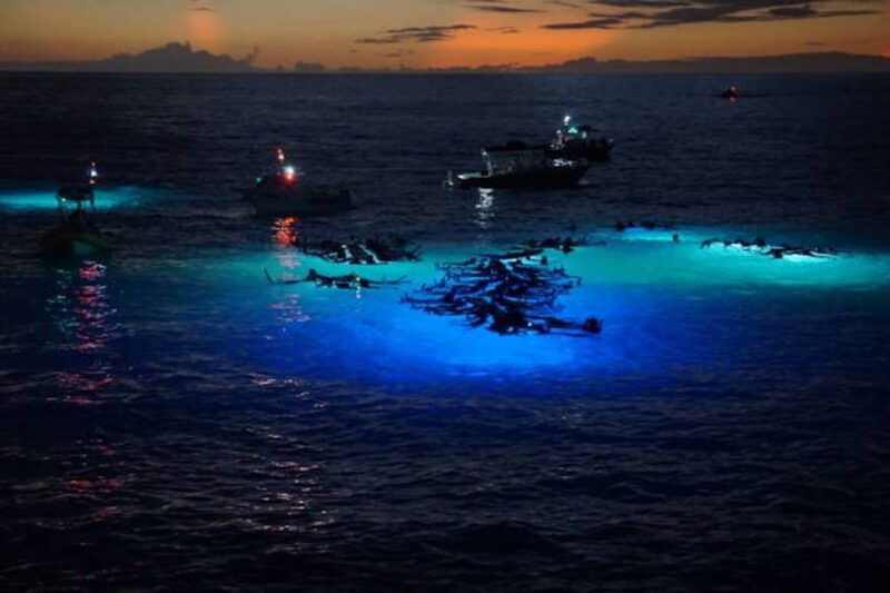 kailua-kona-manta-ray-watching-nighttime-boat-trip