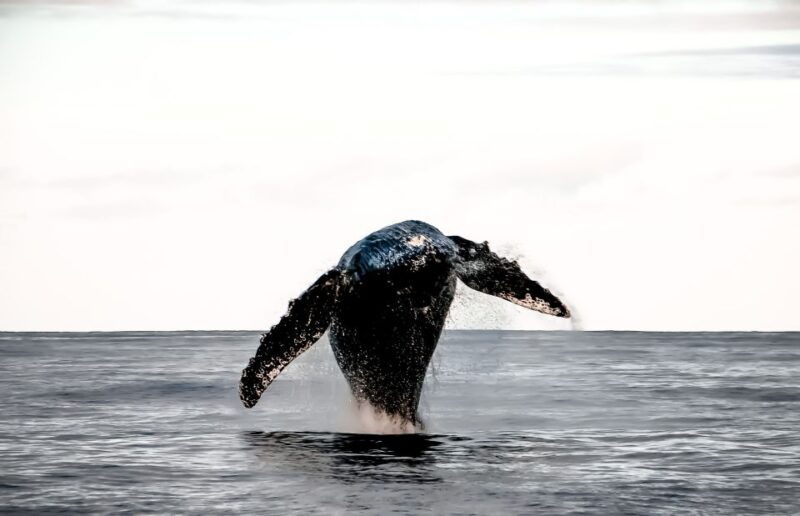 kalaoa-big-island-kona-midday-whale-watching-tour