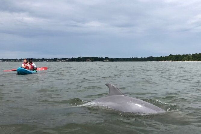kayak-dolphin-experience-in-virginia-beach-must-know-how-to-swim