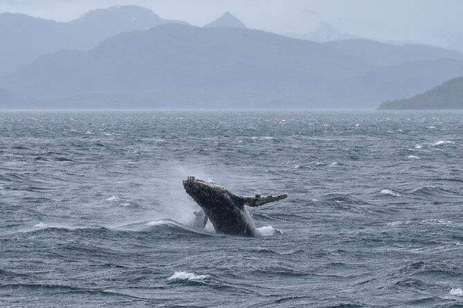 kayaking-with-whales-and-wildlife-watching-from-punta-arenas