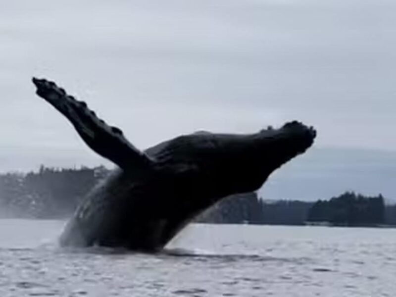 ketchikan-kayak-eco-tour-2