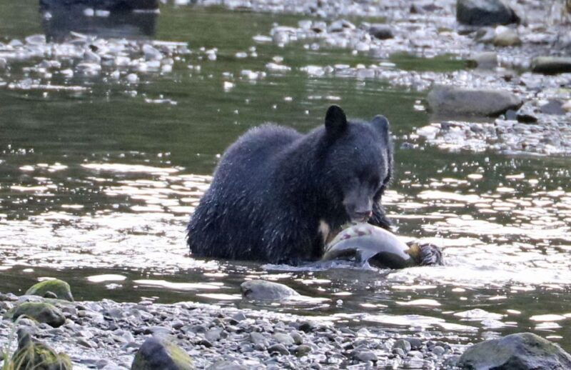 ketchikan-totem-pole-wildlife-city-trolley-tour