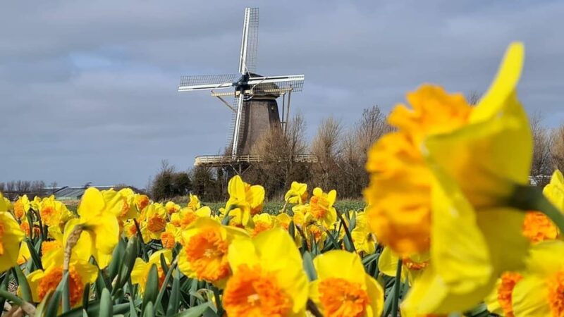 keukenhof-private-tulip-windmill-tour-with-cheese-tasting