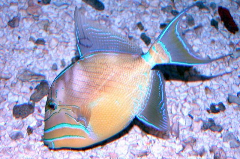 key-west-aquarium-tickets