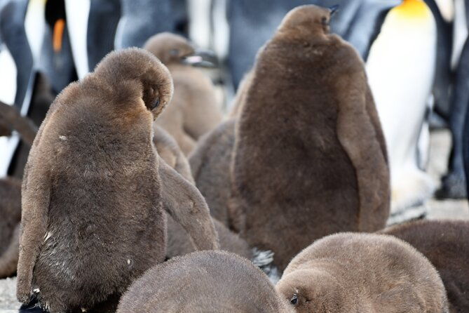 king-penguin-safari4x4-adventure-to-volunteer-point-falkland