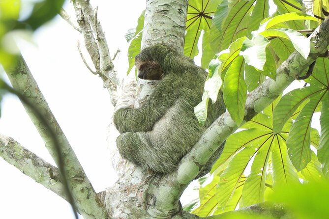 la-fortuna-breath-taking-sloth-tour-tortilla-experience