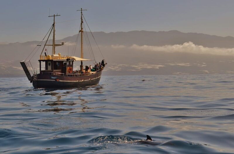 la-palma-bussard-premium-tour-marine-biology-nature