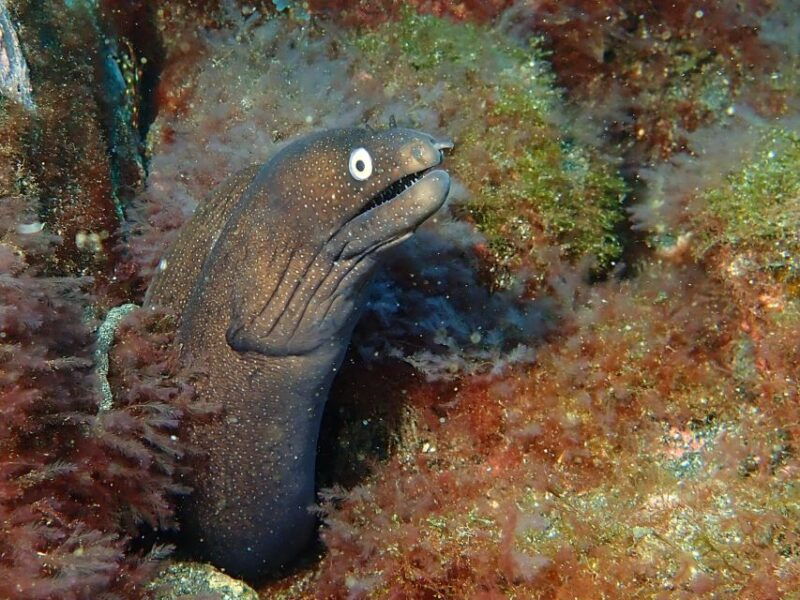 la-palma-snorkeling-tour-in-los-cancajos