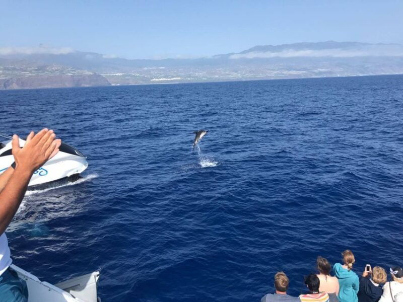 la-palma-wildlife-viewing-and-cumbre-vieja-boat-tour
