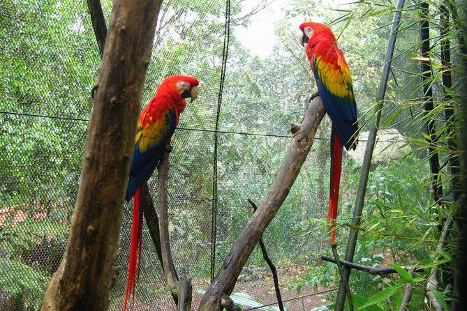 la-paz-waterfall-gardens-and-tabacon-hot-springs-private-day-tour-from-san-jose
