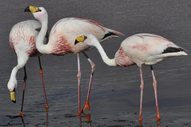 laguna-del-toro-and-flamingo-watching-4wd