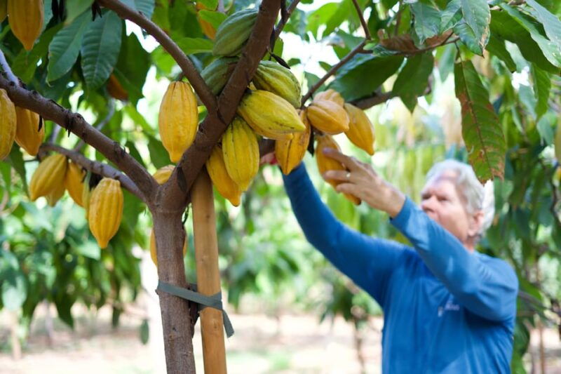 lahaina-maui-kuia-estate-guided-cacao-farm-tour-tasting