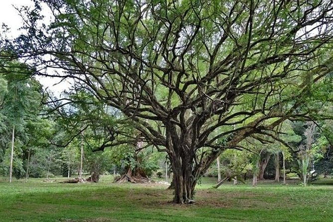 lancetilla-botanical-garden-from-san-pedro-sula