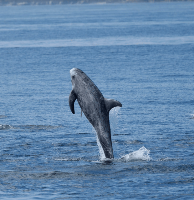 lanzarote-sea-safari-experience