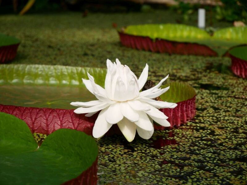 leiden-hortus-botanicus-entry-ticket