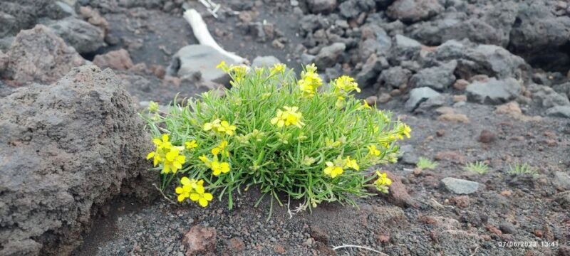 linguaglossa-north-etna-guided-forest-walking-tour