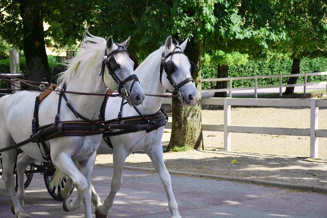 lipica-stud-farm-skocjan-caves-small-group-tour-from-koper