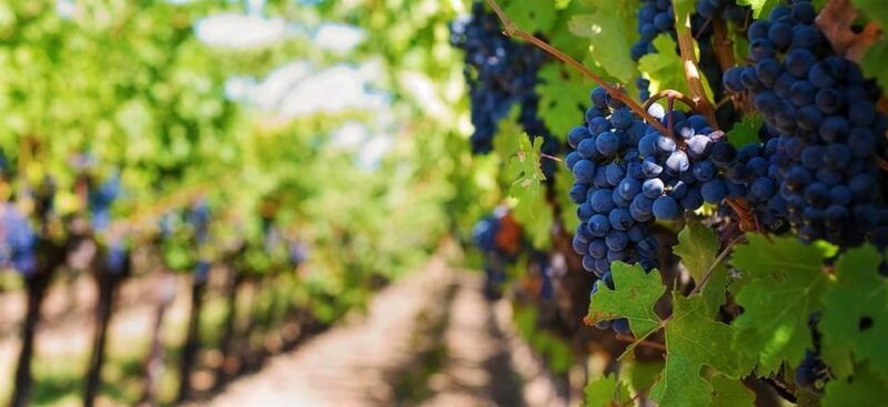 lisbon-setubal-arrabida-and-azeitao-private-wine-tour
