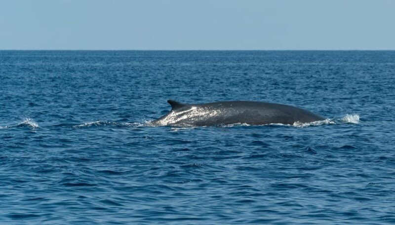 loano-pelagos-sanctuary-wildlife-cruise-with-guide