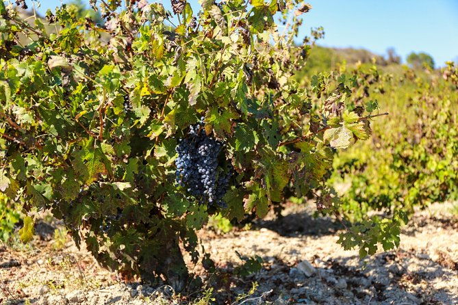 local-wineries-tour-with-wine-testing-from-paphos