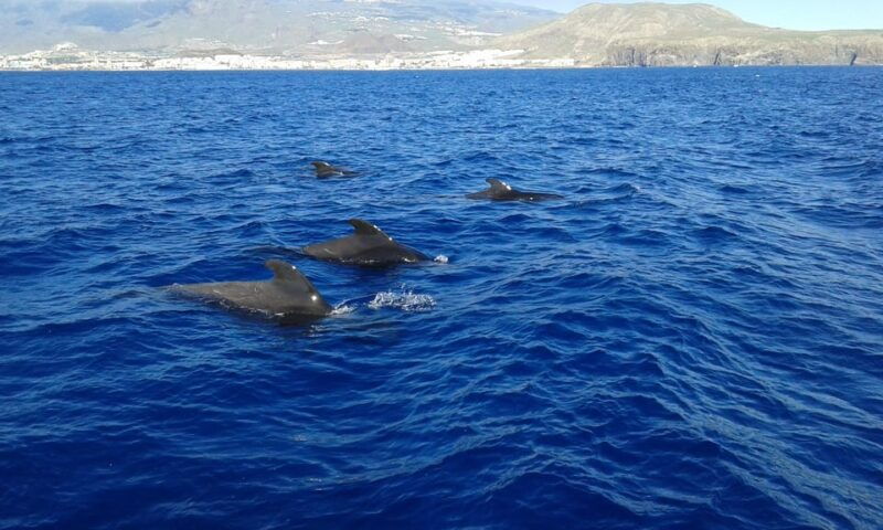 los-cristianos-whale-watching-tour-and-swimming-in-the-sea-on-a-yacht-for-22-persons