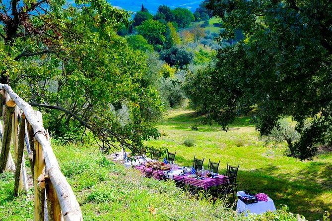 lunch-in-the-olive-grove