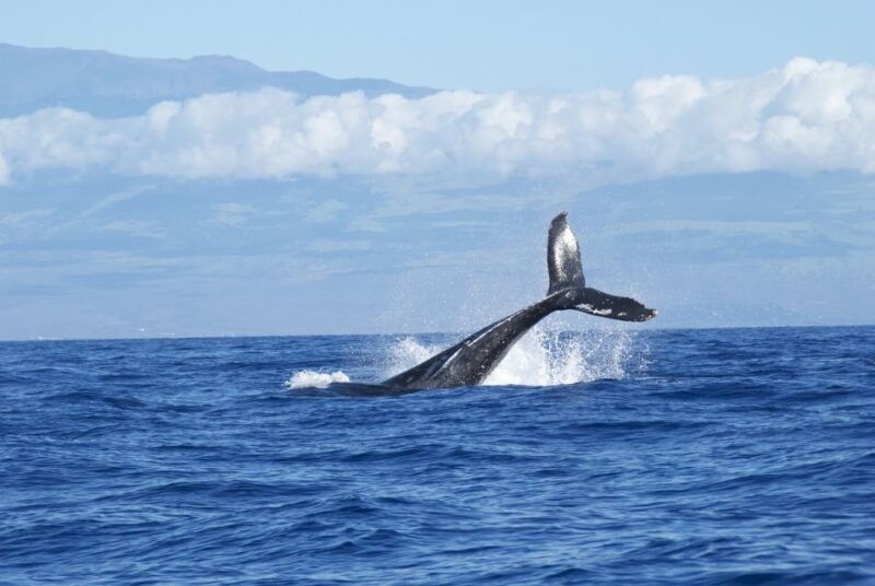 maalaea-small-group-2-hour-whale-watch-experience