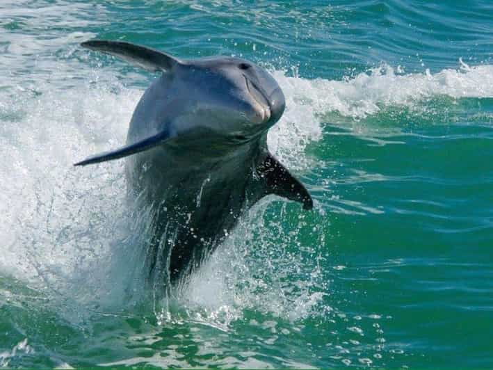 madeira-beach-egmont-key-snorkeling-and-dolphin-cruise
